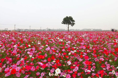 Tree in Flowers - picture, in flowers, tree, beautiful