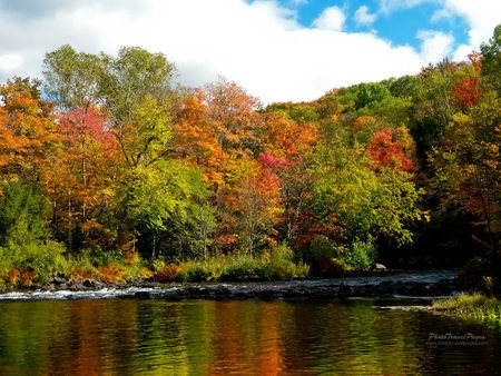 River - forest, landscape, river, canada, tree