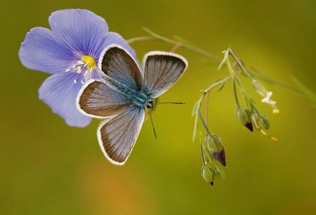 Beautiful Moth - picture, moth, cool, beautiful, flower