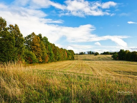 Field - forest, landscape, field, canada, tree