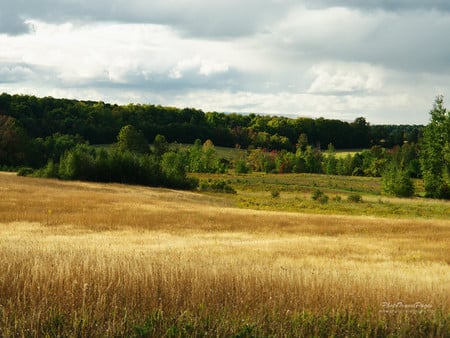 Field - forest, hay, landscape, field, canada, tree