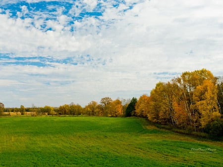 Field - forest, landscape, field, canada, tree