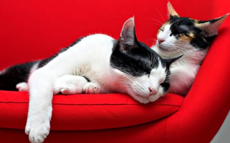 The happy couple - pet, animal, kitten, feline, couple, sweet, cat, calico