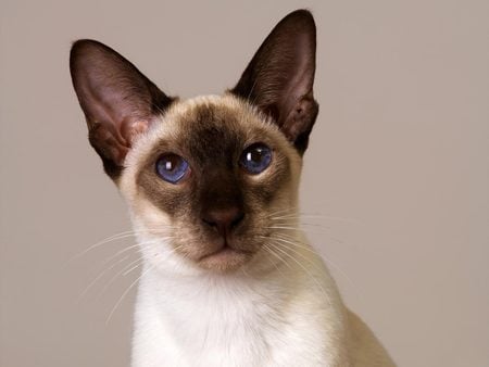 Siamese oriental - cat, animal, feline, pet, sweet, siamese, kitten