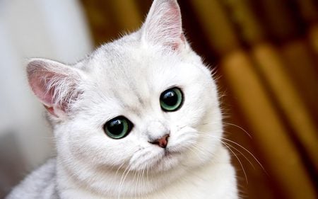 White british shorthair sweet kitten - cat, animal, feline, pet, sweet, kitten