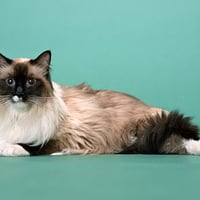 Persian cat longhair