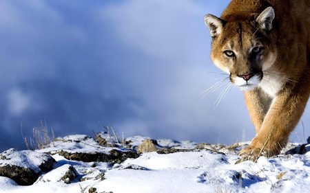 Puma concolor - wildlife, puma, snow, wild, feline