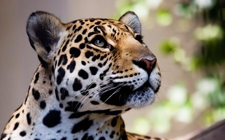 Leopard ideal perfection - feline, wildlife, leopard, wild