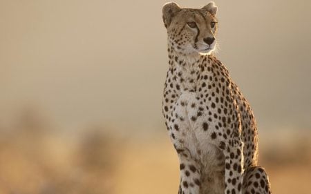 Tanzania cheetah - cheetah, tanzania, feline, wild, wildlife