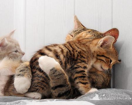 Big Hug - love, hug, cat, adorable, kitty, animals, kittens, kitten, cats, sweet, cute