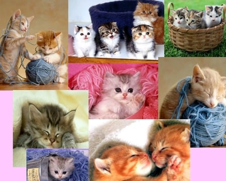 Baby cats - animal, kitten, pet, cat, sweet, feline