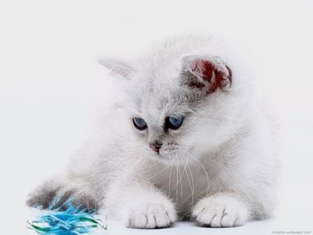 Cat with interesting toy - white, toy, animal, kitten, cat, sweet, feline