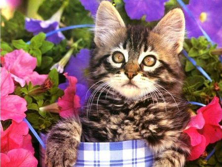 Tiger kitten in basket - flower, animal, kitten, cat, sweet, feline