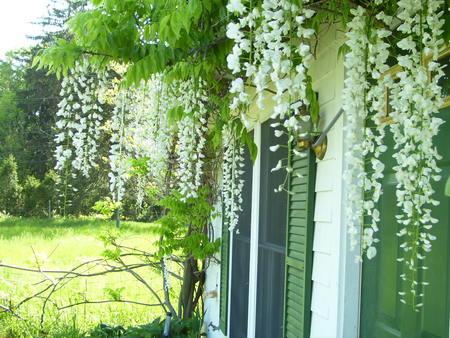 white wisteria - house, white, glicinia, green, wisteria