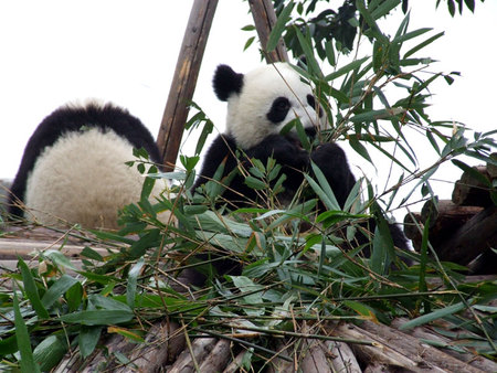 pandas - one eating, one sleeping, lovely, bamboo, 2 pandas