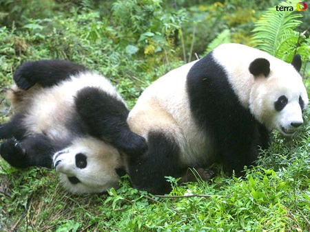 playing pandas - baby panda, forest, playing, lovely, big panda