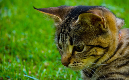 Cat in grass - animal, kitten, cat, sweet, feline