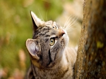 Kitten in forest