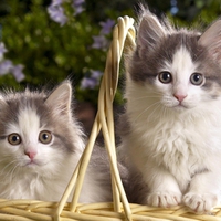 Sweet kitten couple in basket