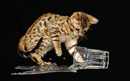 The cat spilled the water in the vase - cat, water, animal, feline, sweet, kitten, vase