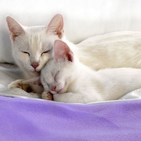 Sweet cat couple on blanket