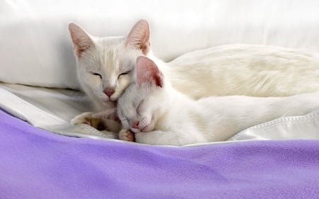 Sweet cat couple on blanket - animal, blanket, kitten, cat, sweet, feline, couple, sleep