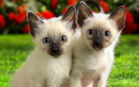 Kitten couple in garden - cat, feline, animal, sweet, grass, garden, flower, kitten