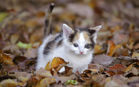 Fall kitten - fall, animal, nature, kitten, feline, sweet, cat