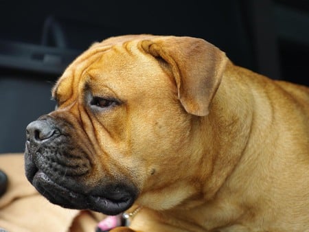 brown bullmastiff - brown, face, big dog, love, bullmastiff