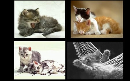 Kittens - animal, kitten, feline, hammock, sweet, cat