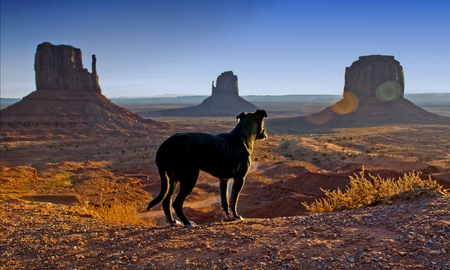 Sunrise on the Valley - on, dog, the valley, sunrise