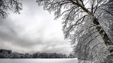 Frozen Winter - white, sky, winter, frozen, branches, trees, snow