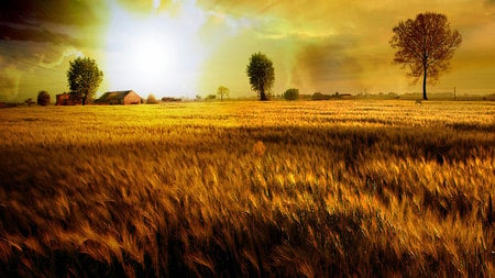 Golden Fields - trees, fields, sunrise, tree, skies, wheat, sunset, nature, golden fields, sky