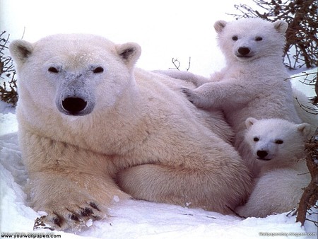 a family of polar bears for you nanouk - of, family, happy, polarbears