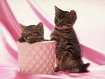 Cat couple on pink