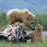 cubs