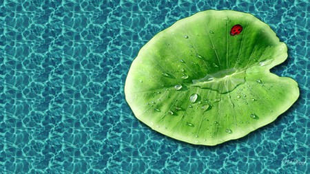 Floating Leaf with Ladybug - ocean, laydbug, water, leaf, dew, pool, firefox persona, sea