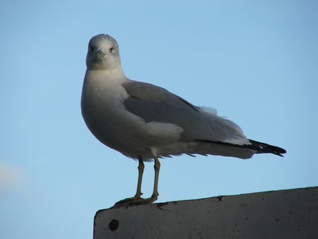 Gulls Life - seagull on a sign, bird on a blue sky, seagull, bird