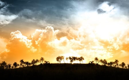 SUNSET OVER PALMS - clouds, sunset, palm trees, golden, sky