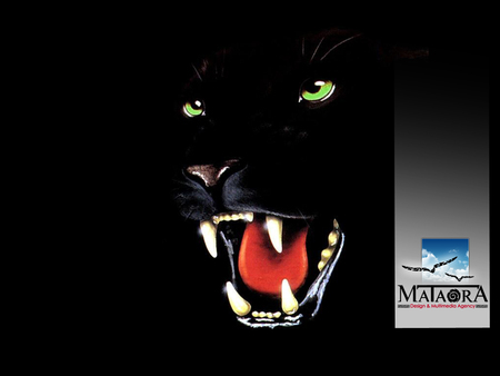 mataora-jaguar - site flash, identite visuelle, creation de cd rom interactif, wallpaper, jaguar, agence de pubemailing, web design, fond decran, creation brochure, creation site internet, creation logo, publicite, studio graphique, multimedia