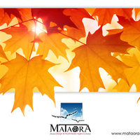 mataora autumn