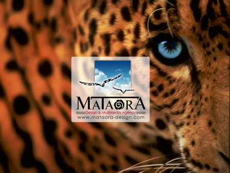 mataora leopard - site flash, identite visuelle, creation de cd rom interactif, wallpaper, agence de pubemailing, web design, fond decran, creation brochure, creation site internet, creation logo, publicite, studio graphique, multimedia