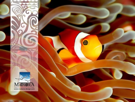 mataora poisson - studio graphique, site flash, creation logo, fond decran, multimedia, creation site internet, agence de pubemailing, creation brochure, creation de cd rom interactif, publicite, web design, identite visuelle, fish, wallpaper