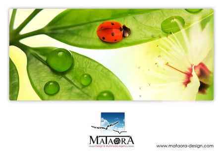 mataora-coccinelle - site flash, identite visuelle, creation de cd rom interactif, wallpaper, agence de pubemailing, web design, fond decran, creation brochure, creation site internet, creation logo, publicite, ladybird, studio graphique, multimedia, coccinelle