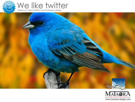 mataora-bird - site flash, identite visuelle, creation de cd rom interactif, wallpaper, agence de pubemailing, bird, web design, fond decran, creation brochure, creation site internet, creation logo, publicite, studio graphique, multimedia