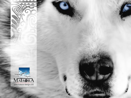 mataora-wolf - studio graphique, site flash, wolf, creation logo, fond decran, multimedia, creation site internet, agence de pubemailing, creation brochure, creation de cd rom interactif, publicite, web design, identite visuelle, wallpaper, loup