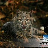 mataora-lynx