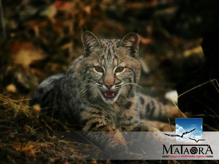 mataora-lynx - site flash, identite visuelle, creation de cd rom interactif, wallpaper, agence de pubemailing, web design, lynx, fond decran, creation brochure, creation site internet, creation logo, publicite, studio graphique, multimedia