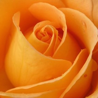 orange rose