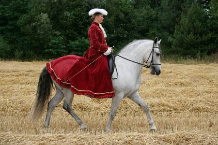 Viento - spanish, dressage, grey, horses, andalusian